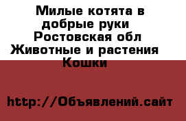 Милые котята в добрые руки - Ростовская обл. Животные и растения » Кошки   